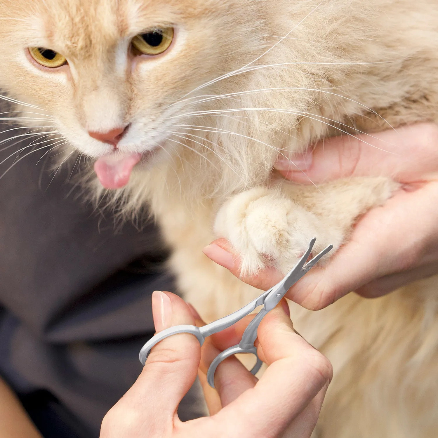 Tweezerman Pet Safety Tip sax för hund och katt